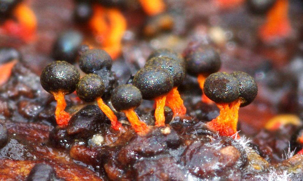 Badhamia or Physarum?